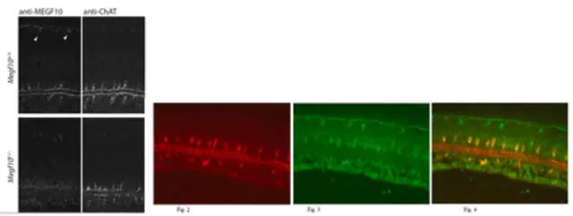 Anti-Megf10 Antibody