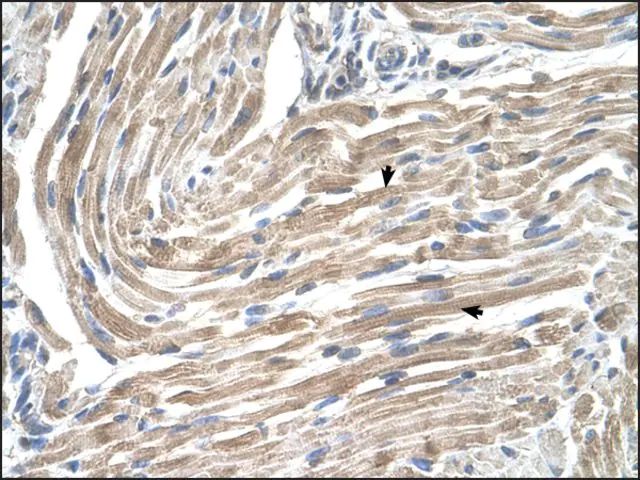 Anti-MGST2 antibody produced in rabbit