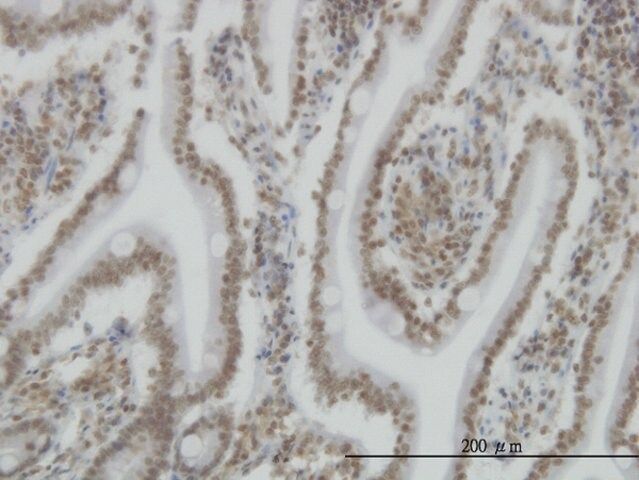 Monoclonal Anti-SP110 antibody produced in mouse