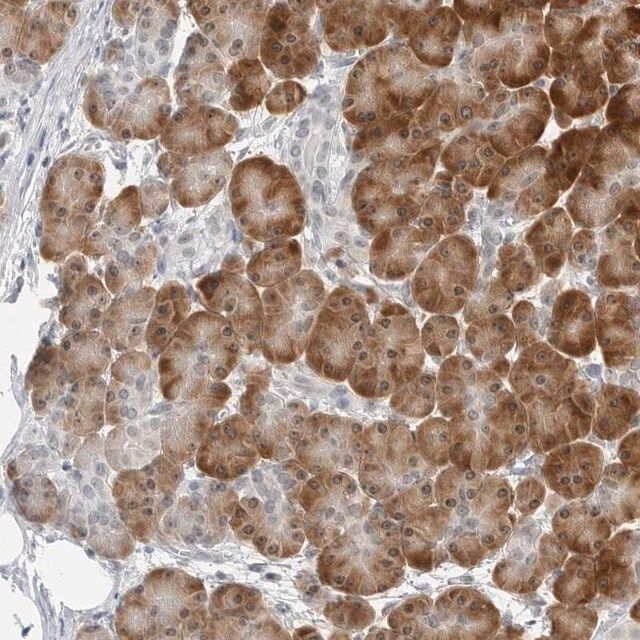 Anti-C8orf48 antibody produced in rabbit