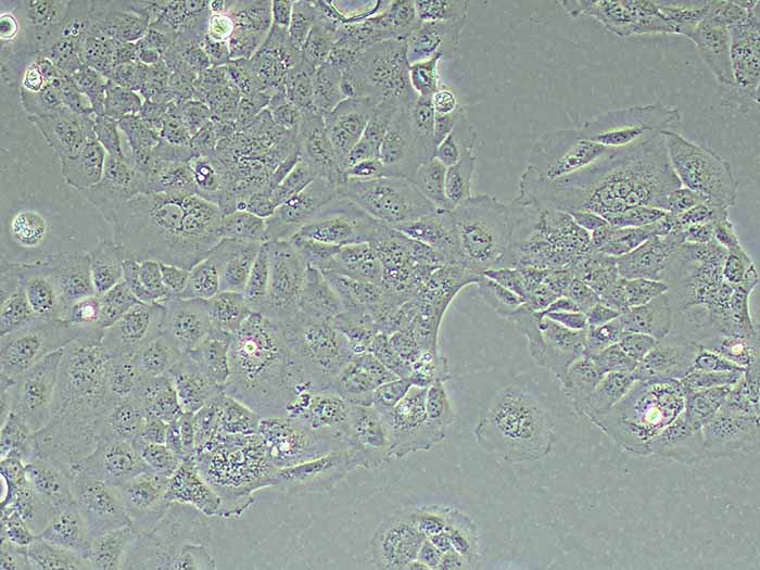 PANC10.05人胰腺癌细胞(STR鉴定正确)图片