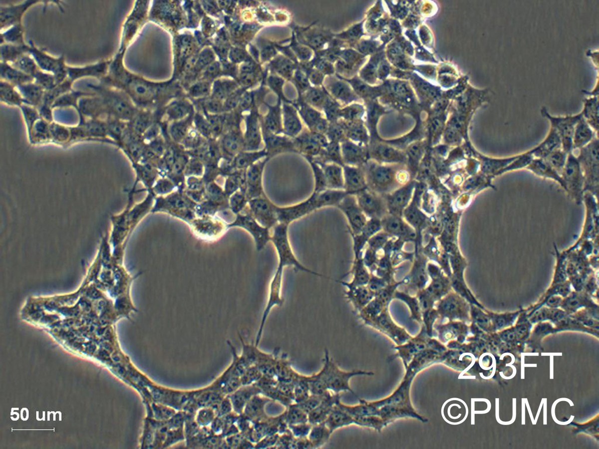 293FT人胚肾细胞图片