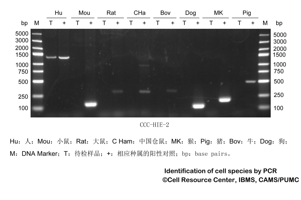 CCC-HIE-2人胚胎肠粘膜组织来源细胞图片