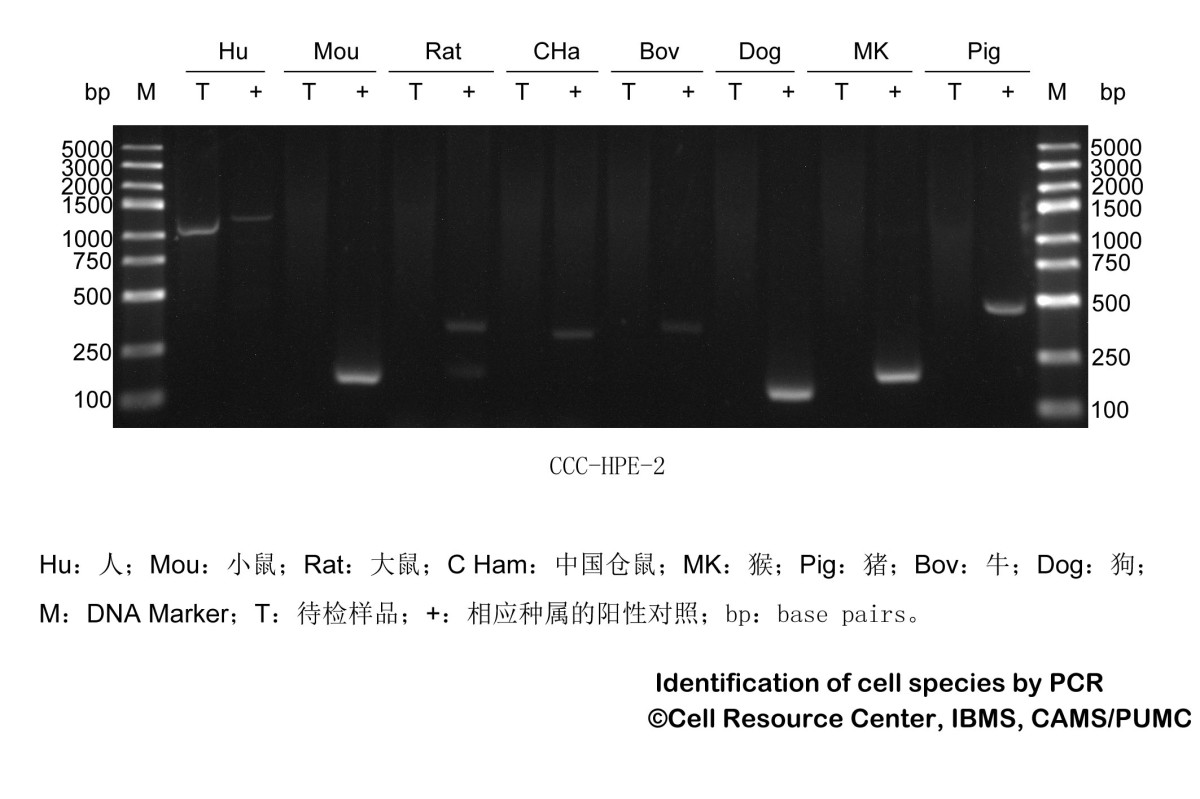 CCC-HPE-2人胚胎胰腺组织来源细胞图片