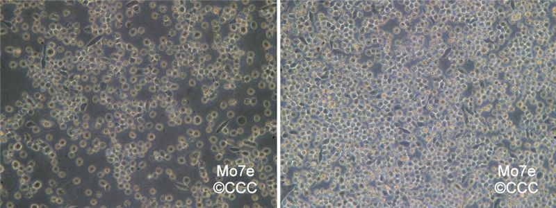 Mo7e人巨细胞白血病细胞株图片
