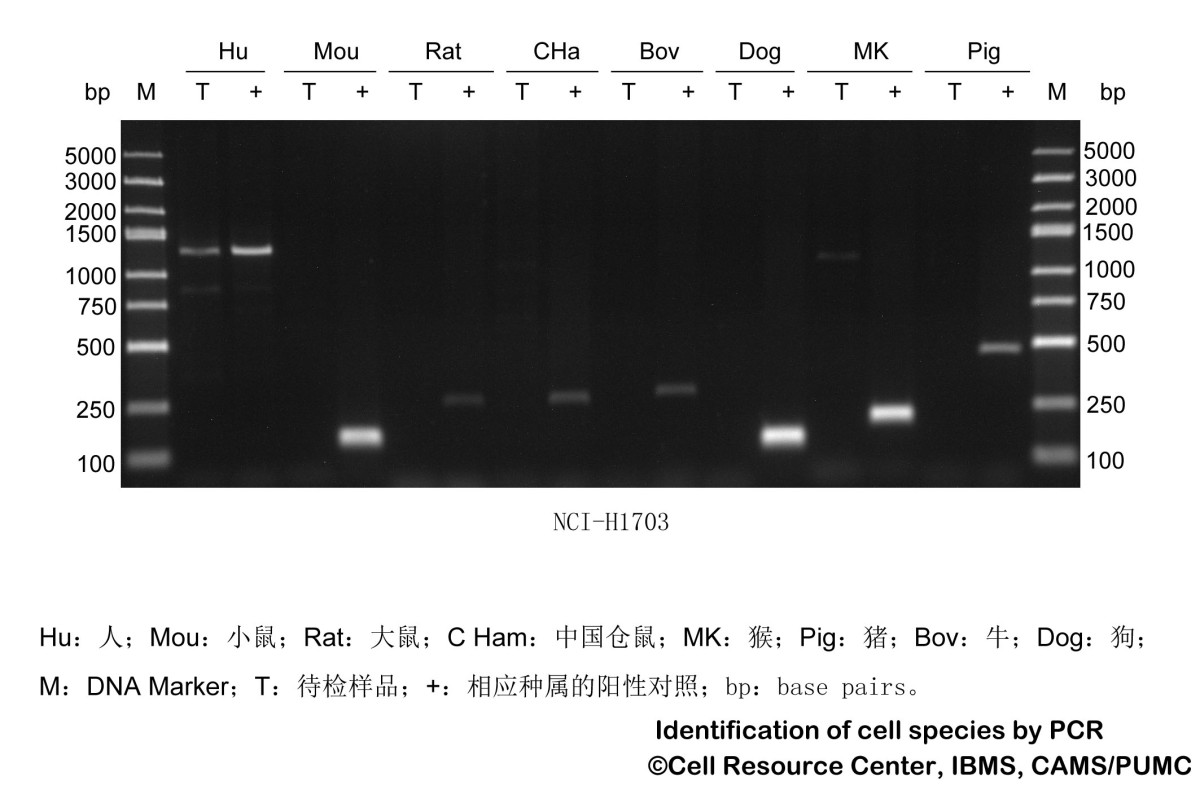 NCI-H1703人肺鳞癌细胞图片
