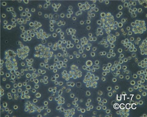 UT-7人类原巨核细胞型白血病细胞图片