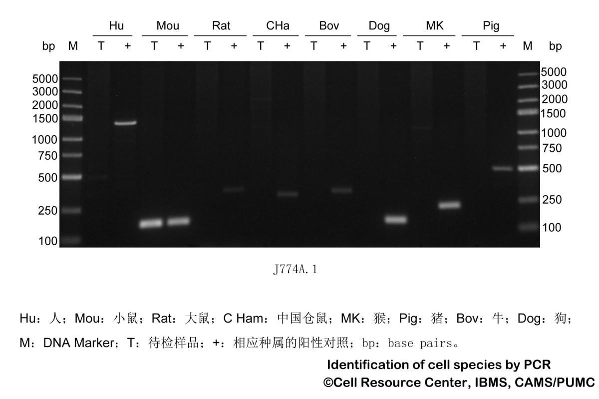 J774A.1小鼠单核巨噬细胞图片