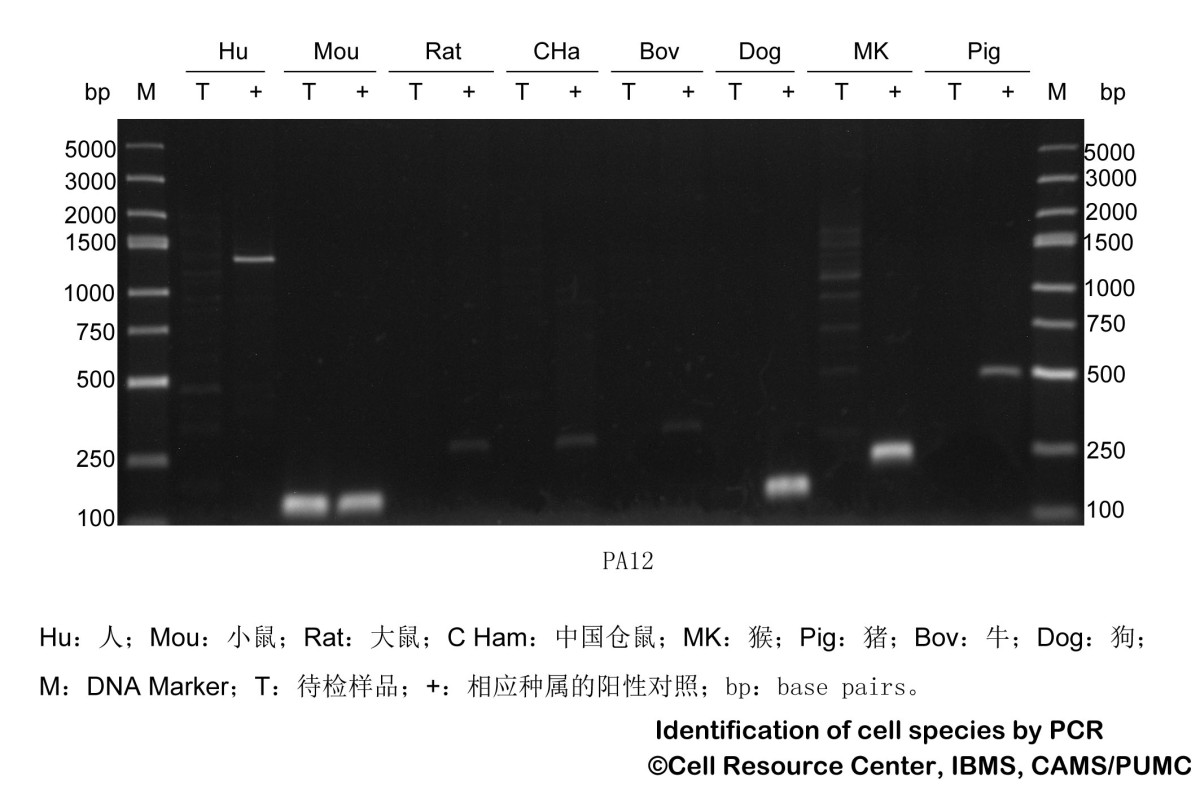 PA12小鼠胚胎成纤维细胞(来自NIH3T3)图片