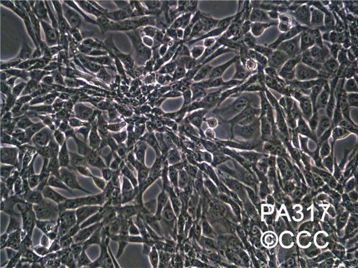 PA317小鼠胚胎成纤维细胞图片