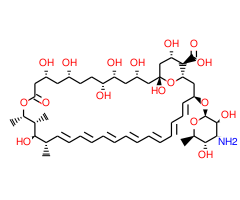 Amphotericin B