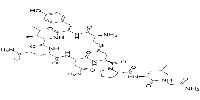 Oxytocin,Reproductive hormone图片