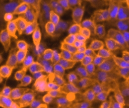 DiIC18(3)(细胞膜荧光探针橙红色)图片