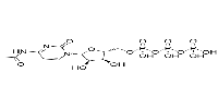 N4-Acetylcytidine triphosphate图片