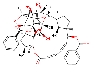 Trigothysoid O图片