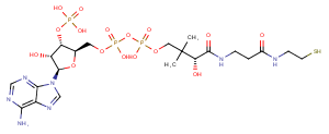 Coenzyme A图片