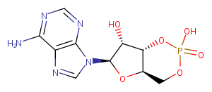 Cyclic AMP图片