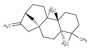 (-)-Phyllocladene图片