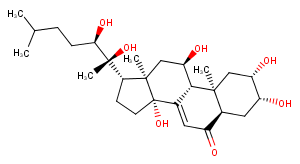 Ajugasterone C图片