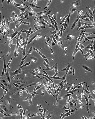 LOVO+luc人结直肠癌细胞荧光素酶标记图片