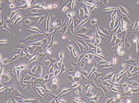 NCI-H2122人肺腺癌细胞图片