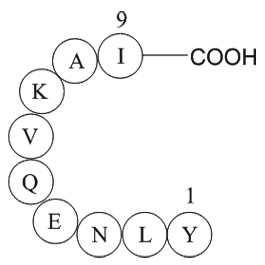 ferritin heavy chain fragment [Multiple species]图片