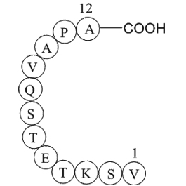Rhodopsin peptide图片