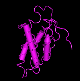 IL-21,human recombinant protein图片