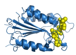 Caspase-3 Proform,mouse recombinant protein图片