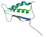 Caspase-5,human recombinant protein图片