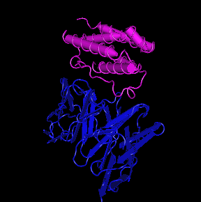 IFN-alpha 1,human recombinant protein图片