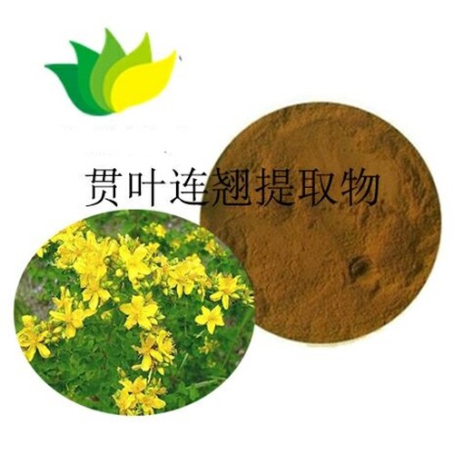 贯叶连翘图片