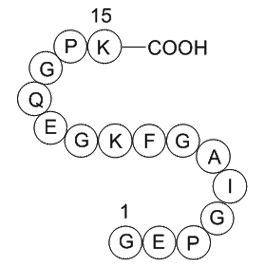 type II collagen fragment图片