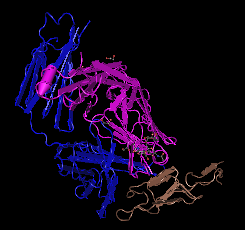 Caspase-10/b,human recombinant protein图片