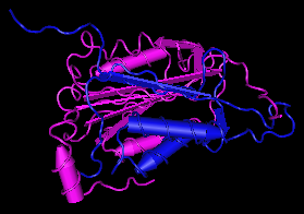 Caspase-2,human recombinant proteinase图片