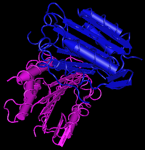 Caspase-3,human recombinant proteinaseͼƬ