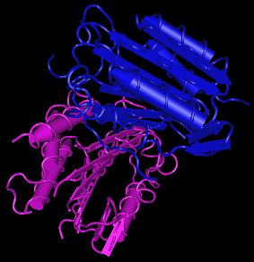 Caspase-3,human recombinant proteinase图片