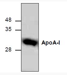 ApoA-1,human recombinant protein图片