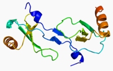 JE(MCP-1),murine recombinant protein图片