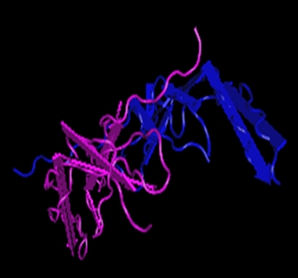 PDGF-BB,murine recombinant protein图片