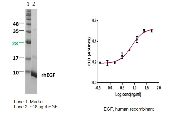 Epidermal Growth Factor(EGF),human recombinant图片