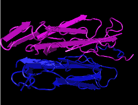 IL-17A,human recombinant protein图片