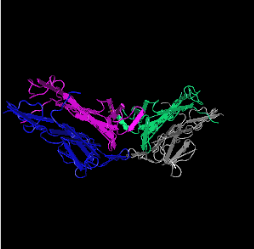 BDNF,human recombinant图片