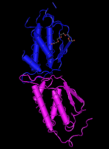 SCF,murine recombinant protein图片