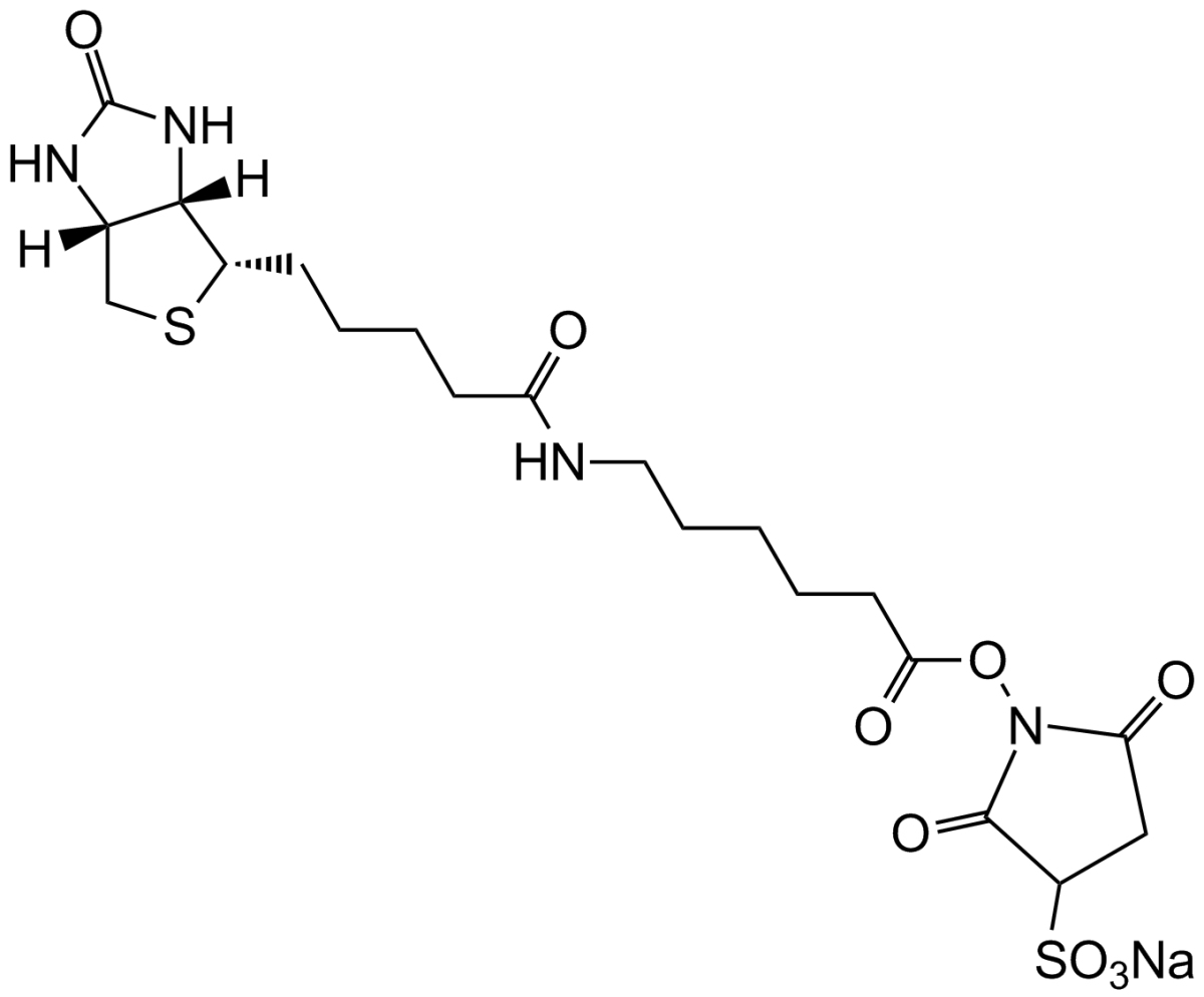 Sulfo-NHS-LC-Biotin图片