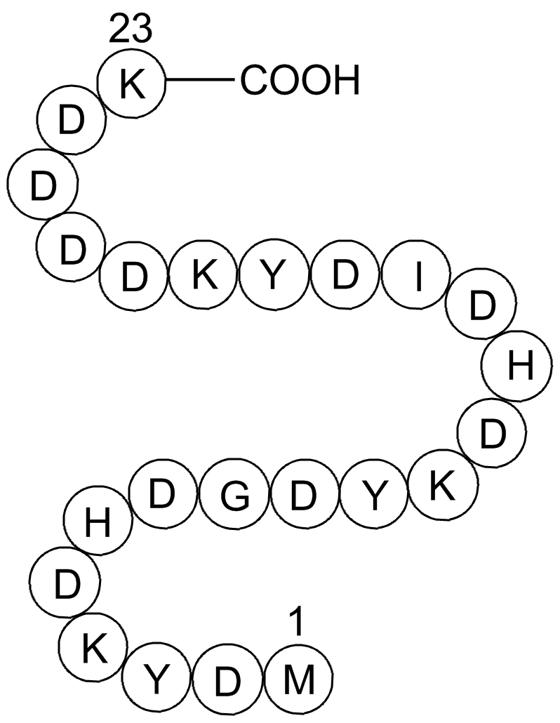 3X FLAG peptide图片