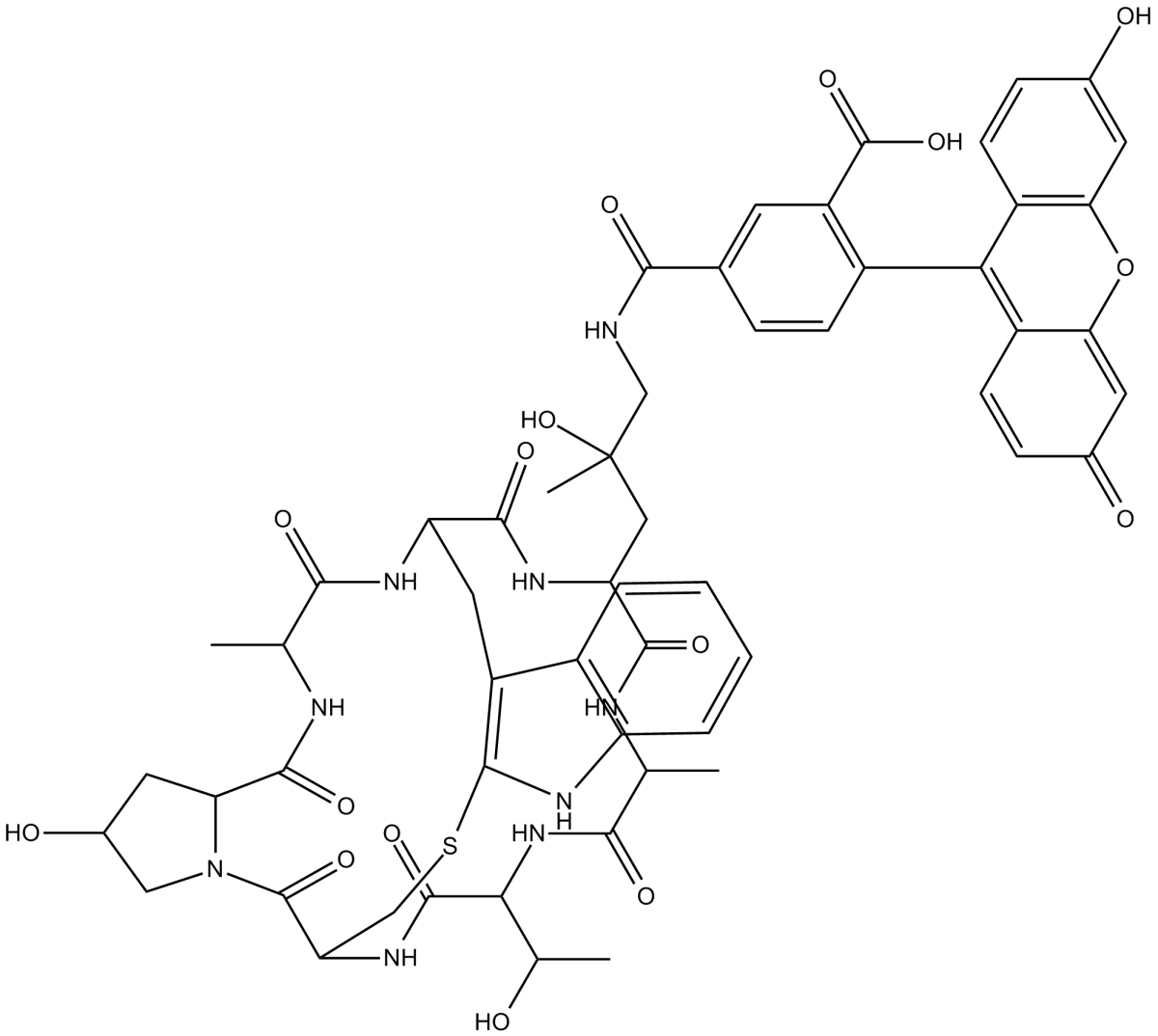 Phalloidin-Fluorescein Conjugate图片