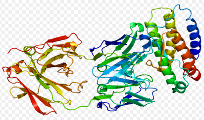 TPO,human recombinant protein图片