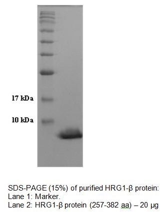 Neuregulin/Heregulin-1β(NRG-1β/HRG-1β),human recombinant protein图片