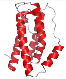 IL-6,rat recombinant图片